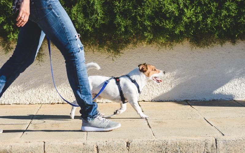 We love our furry friends a person walking a dog