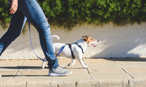 a person walking a dog