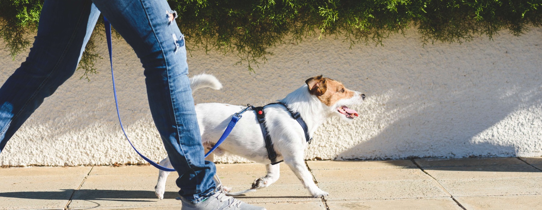 a person walking a dog